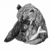 The Hungry Bear Brewing Co.
